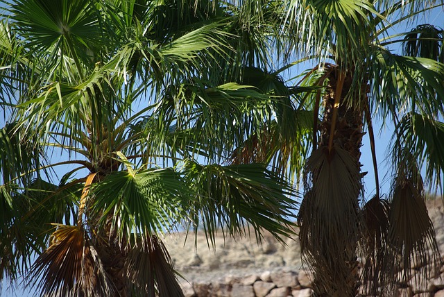 Free Trees Palm Trees photo and picture
