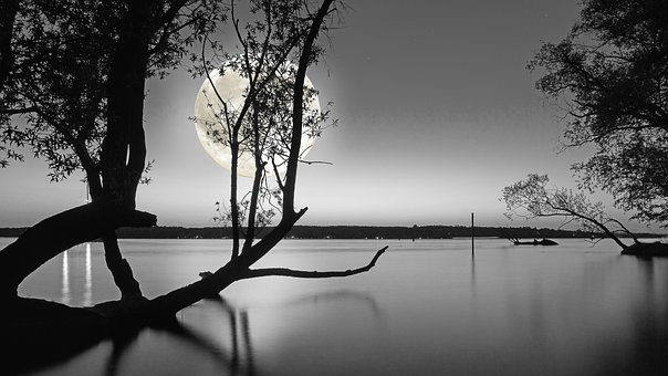 Luz, Enluarada, Lago, Arvores, Pinheiros
