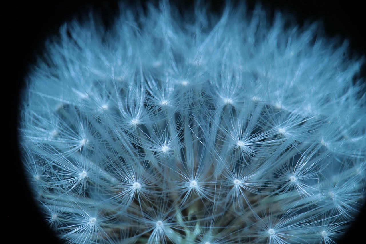 Nature Tooth Of - Free photo on Pixabay - Pixabay