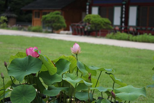 Free Lotus Flower photo and picture