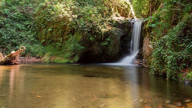 Free Germany Black Forest photo and picture