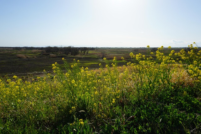 Free Spring Mustard photo and picture