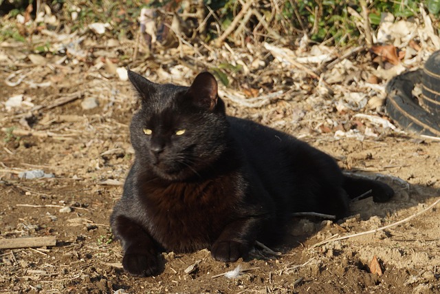 Free Black Cat photo and picture