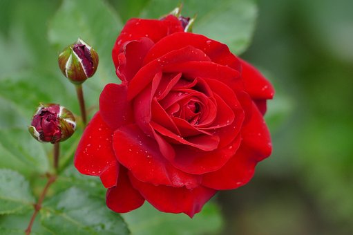 Rose, Blomst, Knopp, Natur