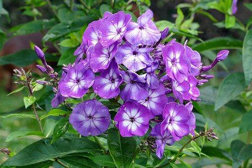 Phlox, Blomst, Blomstrer, Blomst Tapet