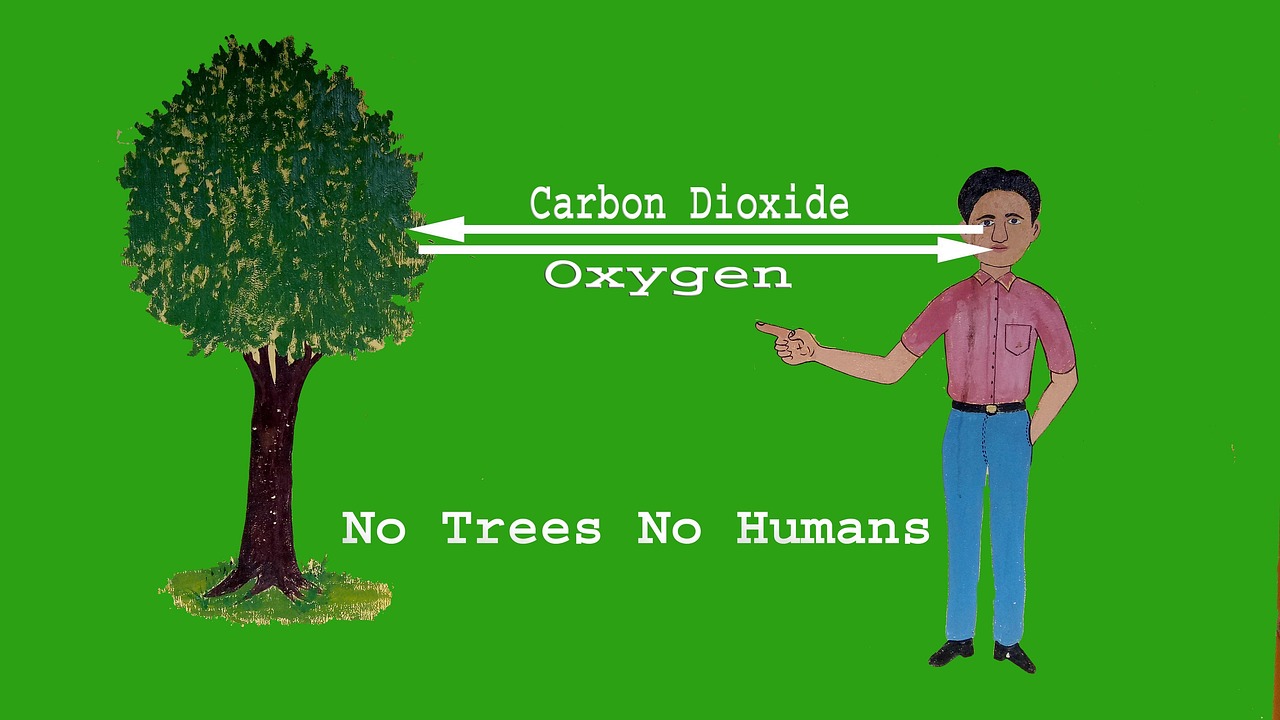 Carbon Dioxide Oxygen Trees Free photo on Pixabay Pixabay