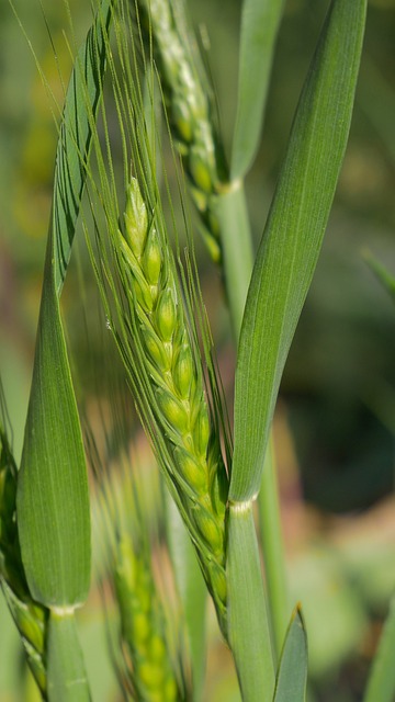 Free Kolos Wheat photo and picture