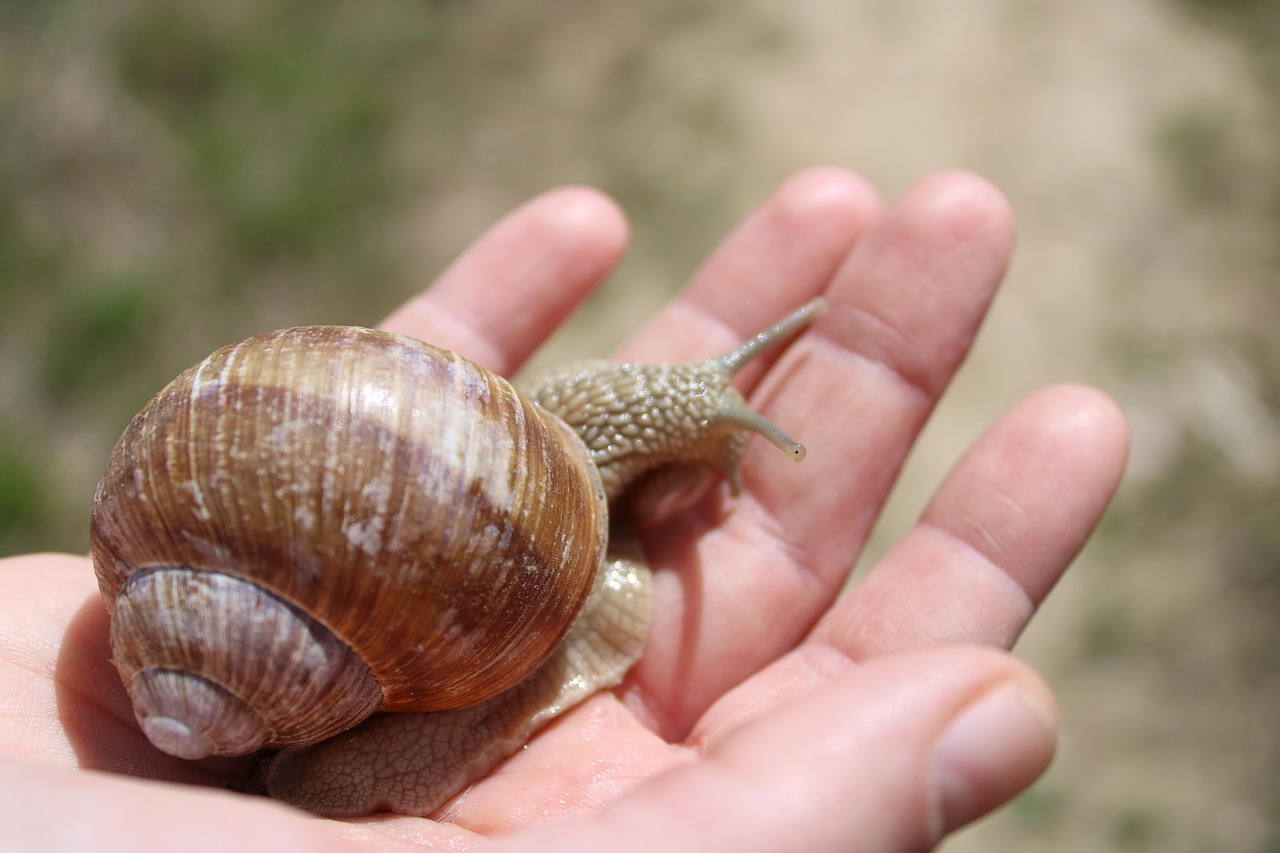 snail-5173108_1280.jpg