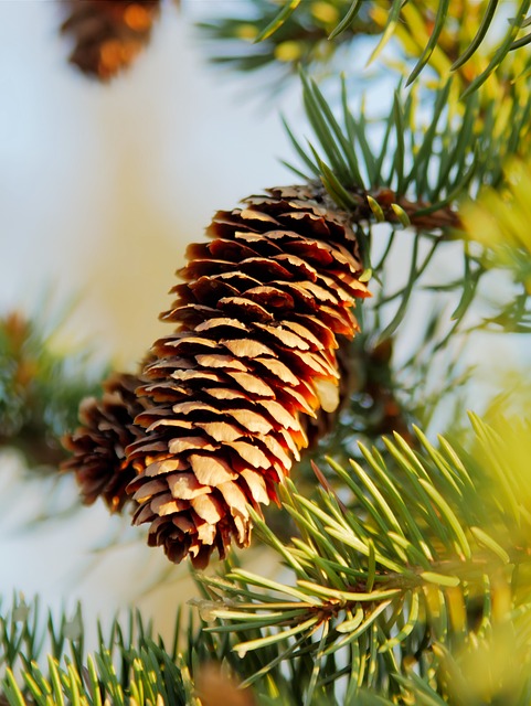 Free Cone Conifers photo and picture