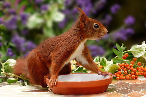 Free Animal Rodent photo and picture