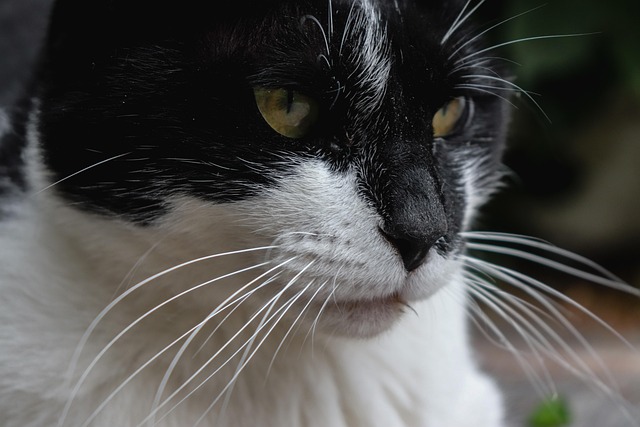 Free Cat Animal photo and picture