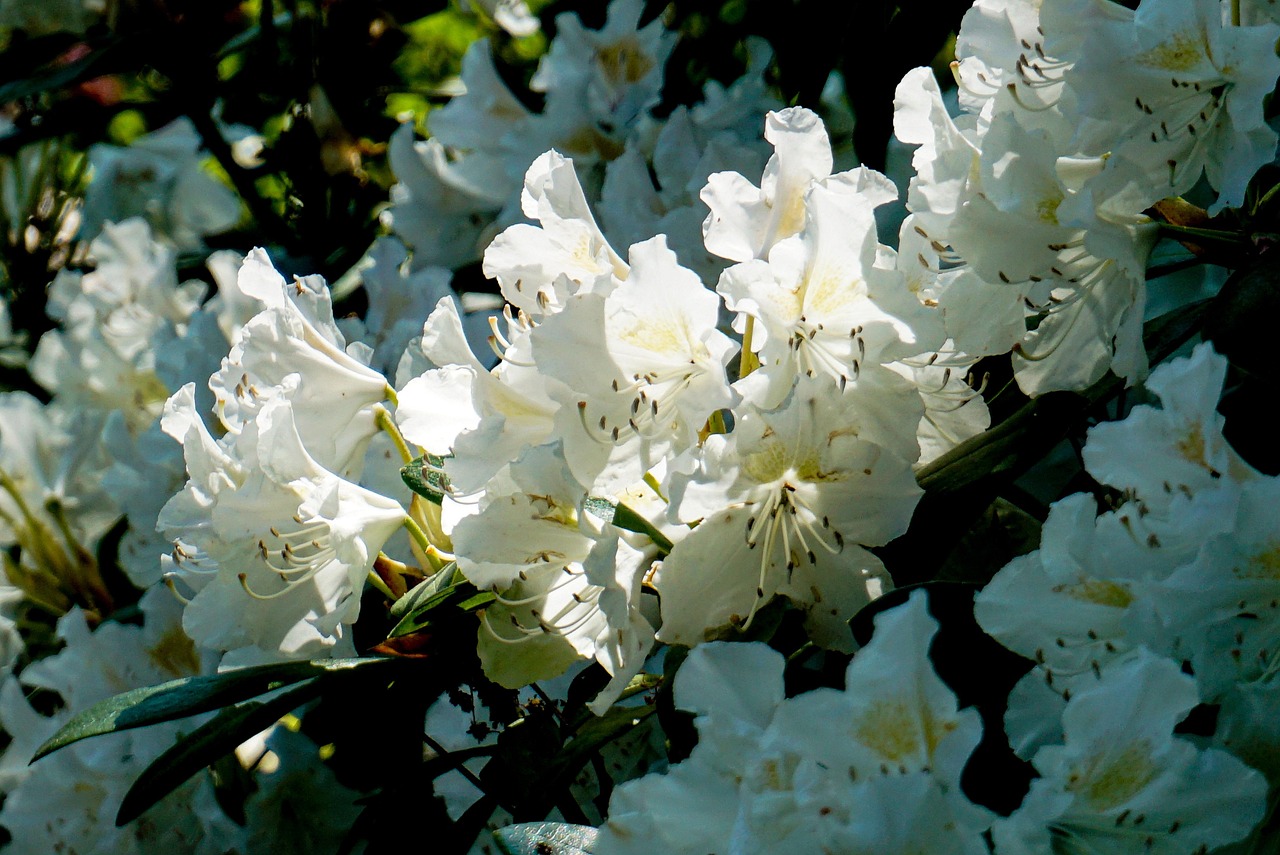 Rhododendron White Shrub - Free photo on Pixabay - Pixabay
