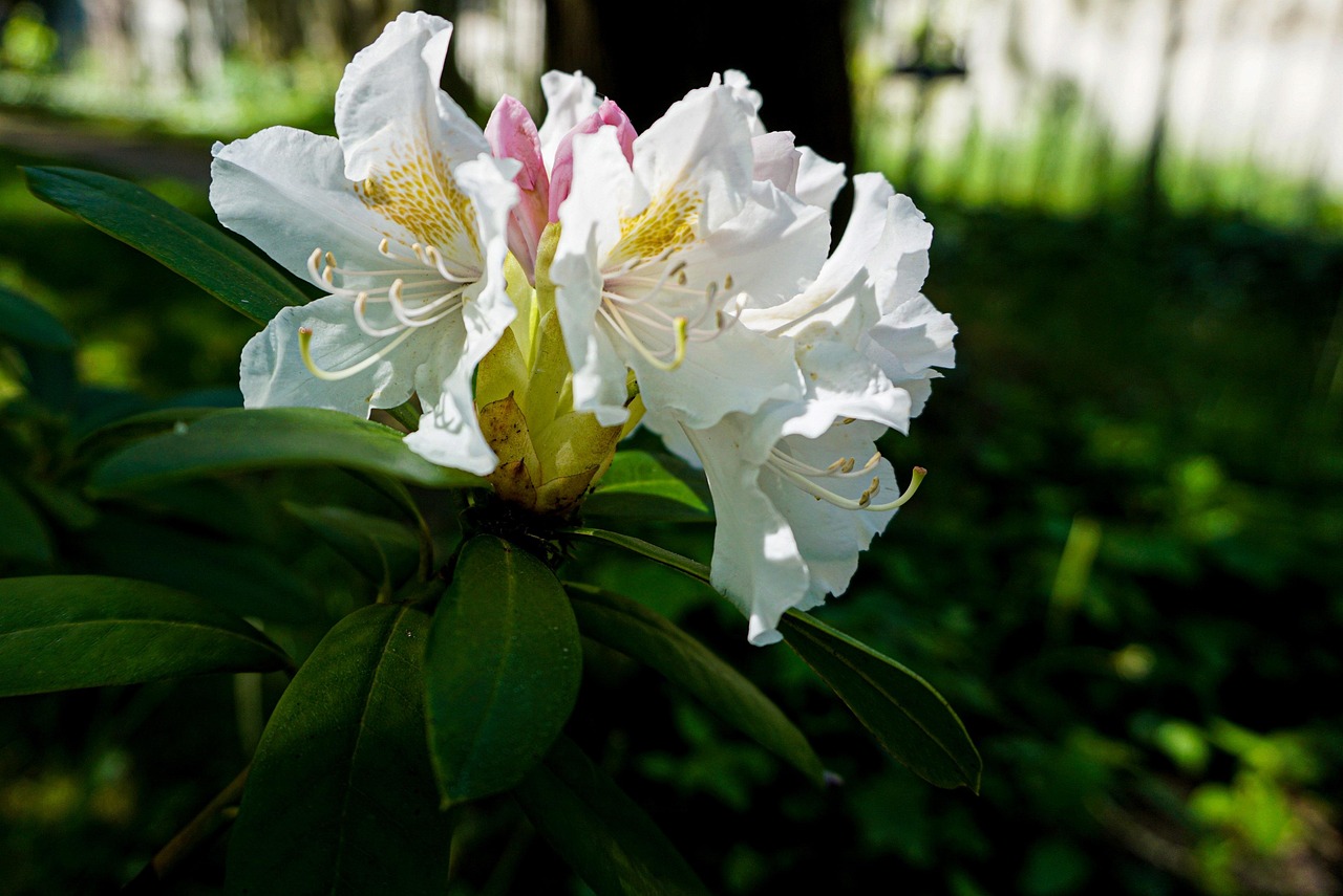 Fleur De Rhododendron Le Printemps - Photo gratuite sur Pixabay - Pixabay