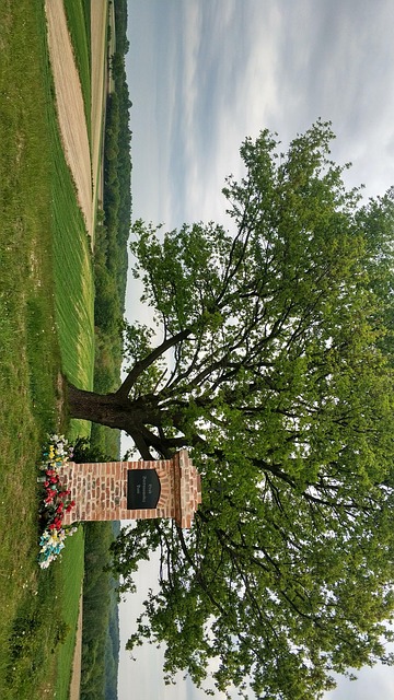 Sat, Camp, Copac, Primăvară, Natură