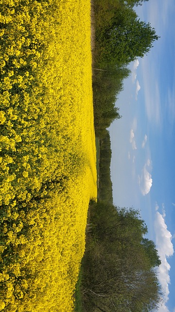 Rapiță, Sat, Camp, Cultivarea, Natură