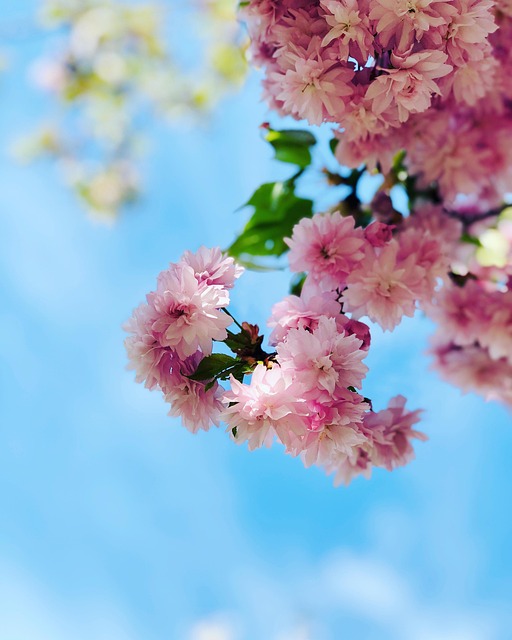 Forår, Blossom, Blooming, Blomstre