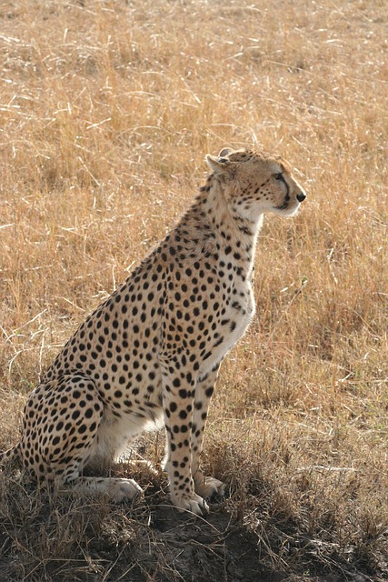 Cheetah, sitting cheetah, kenya and africa — photo by dpuchlewgrzelak