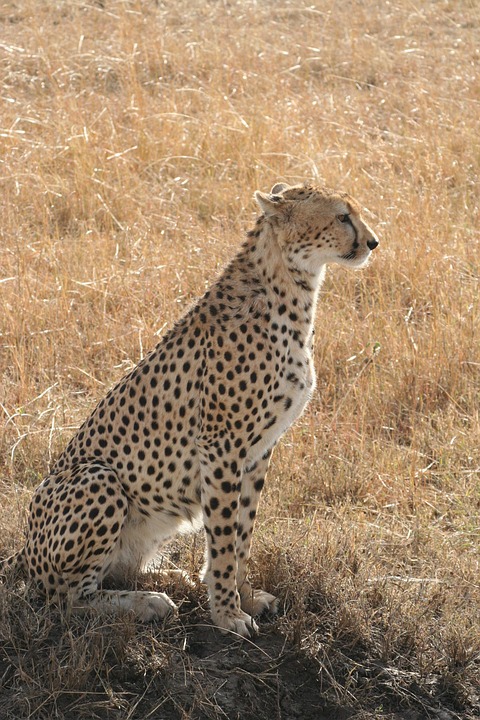 Cheetah chases inspire researchers to make a biologically accurate video game