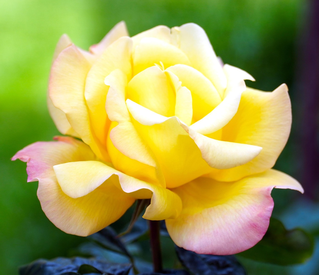 Rose Yellow Flower - Free photo on Pixabay - Pixabay