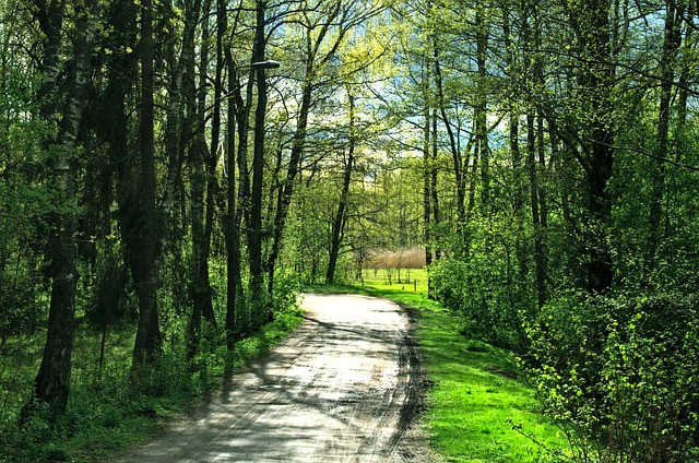 Free Path Trees photo and picture