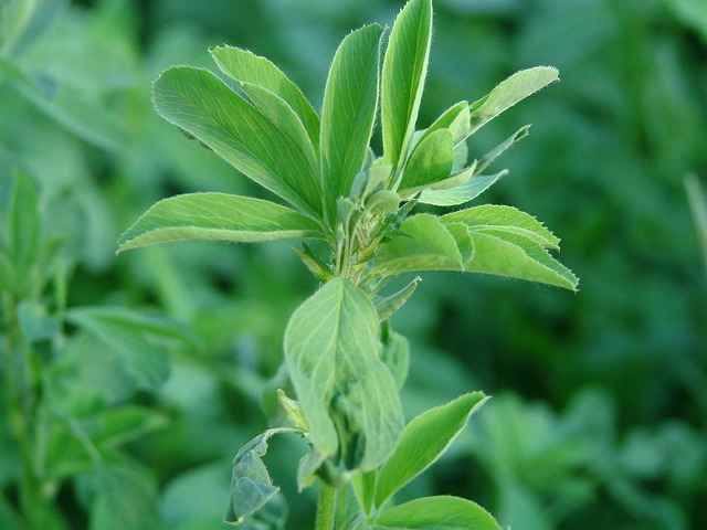 Alfa Planta - Foto gratuita no Pixabay - Pixabay
