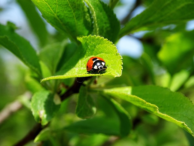 Free Ladybug Leaf photo and picture