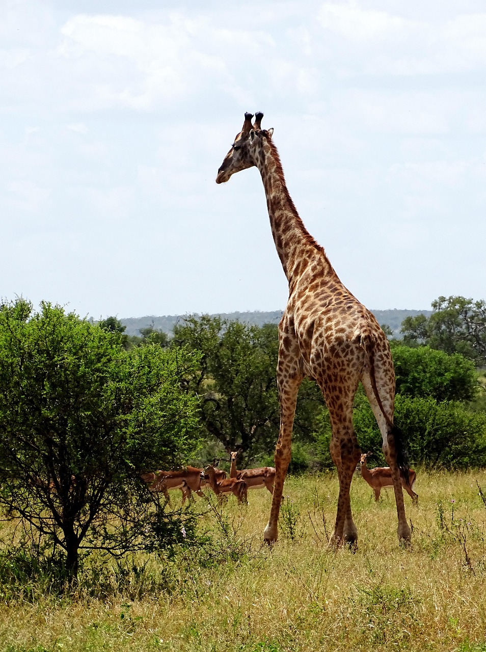 giraff-safari-afrika-gratis-foto-p-pixabay-pixabay