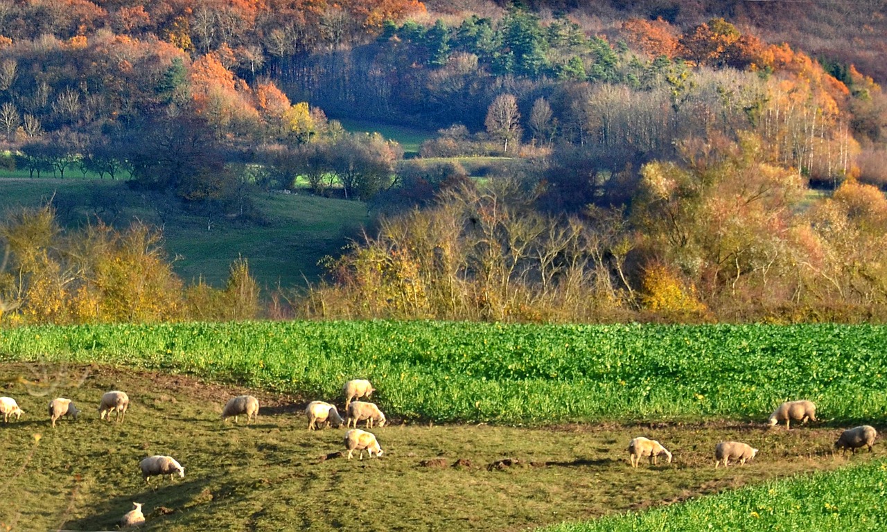 Sheep Autumn Countryside - Free photo on Pixabay