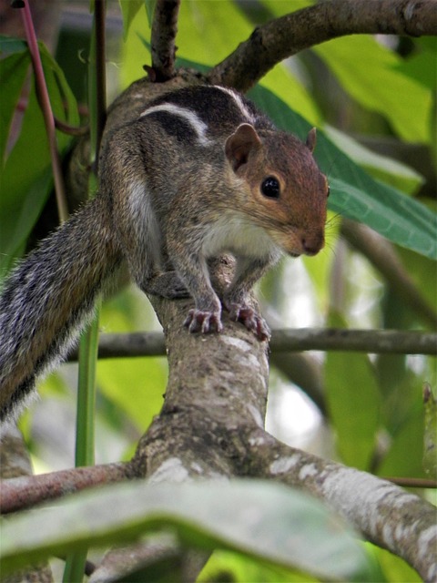 Free Squirrel Animal photo and picture