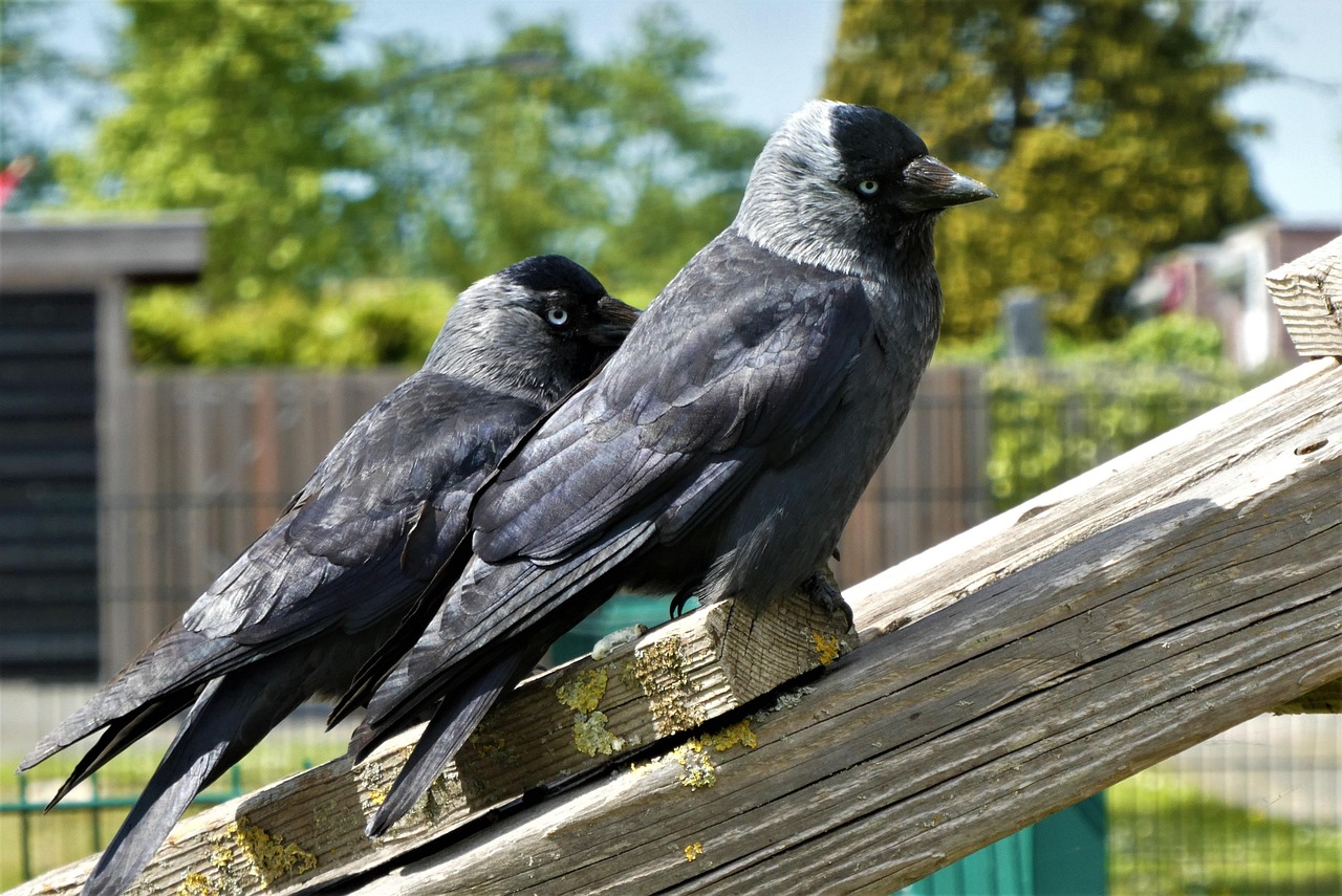 Chew On Birds Free photo on Pixabay Pixabay