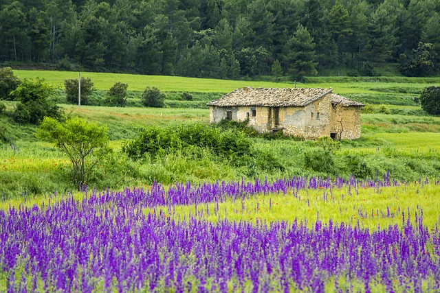 Feld, Blumen, Lila, Feder, Blumentapete
