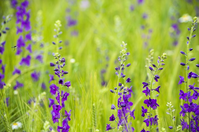 Feld, Pflanze, Blumen Hintergrund, Blume