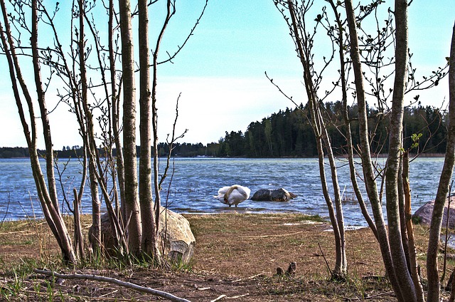 Free Swan Cleaning photo and picture