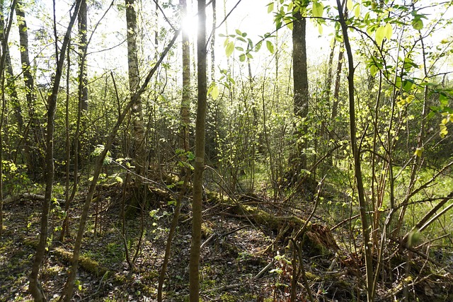 Free Forest Sun photo and picture