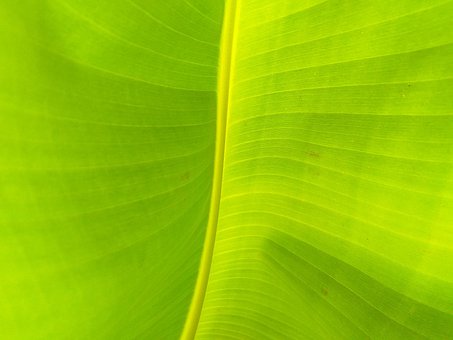 Achtergrond, Banaan, Blad, Groente