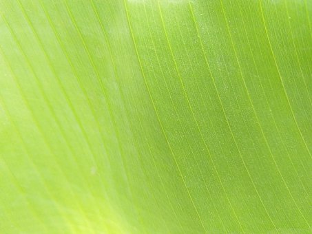 Banaan, Blad, Achtergrond, Groente