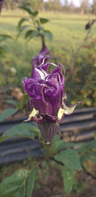 Indisch, Bloem, Plantaardige, Mooi