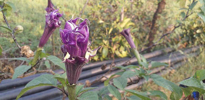 Datura, Bloem, Plantaardige, Natuur