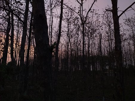 Woud, Donker, Behekst, Nacht