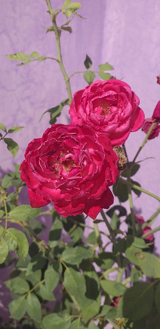 Roos, Mooi, Plantaardige, Bloem, Bloom