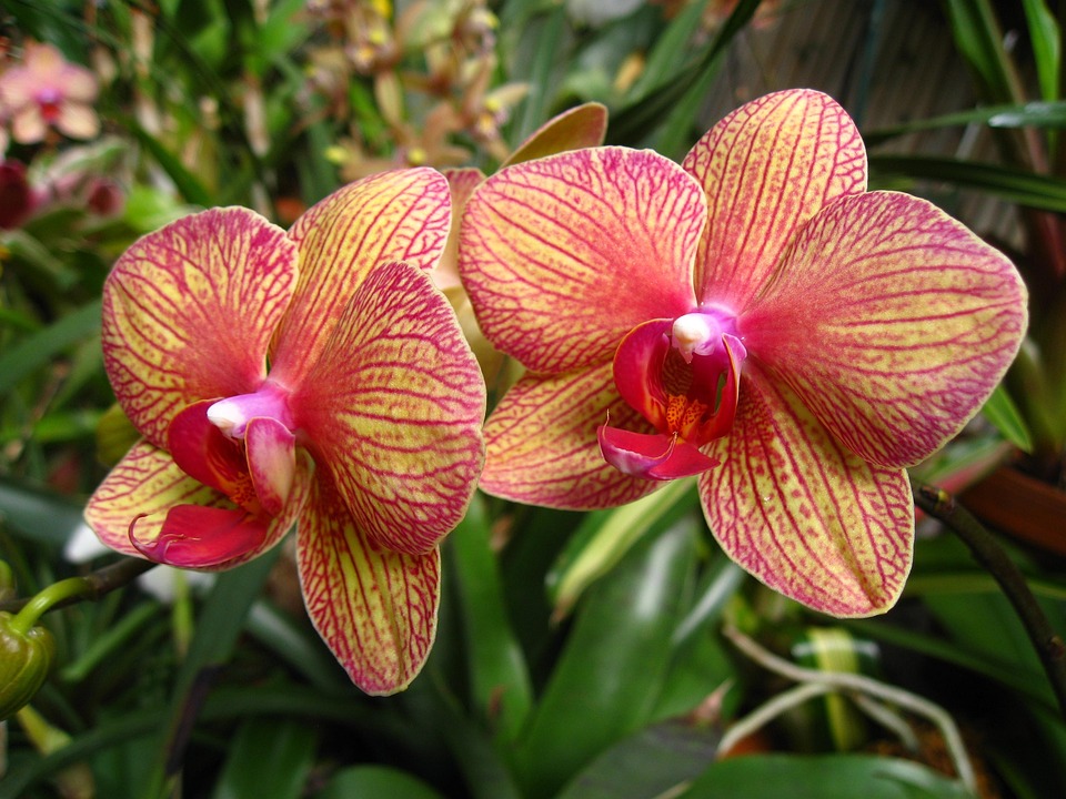 Flowers North Carolina Free photo on Pixabay Pixabay