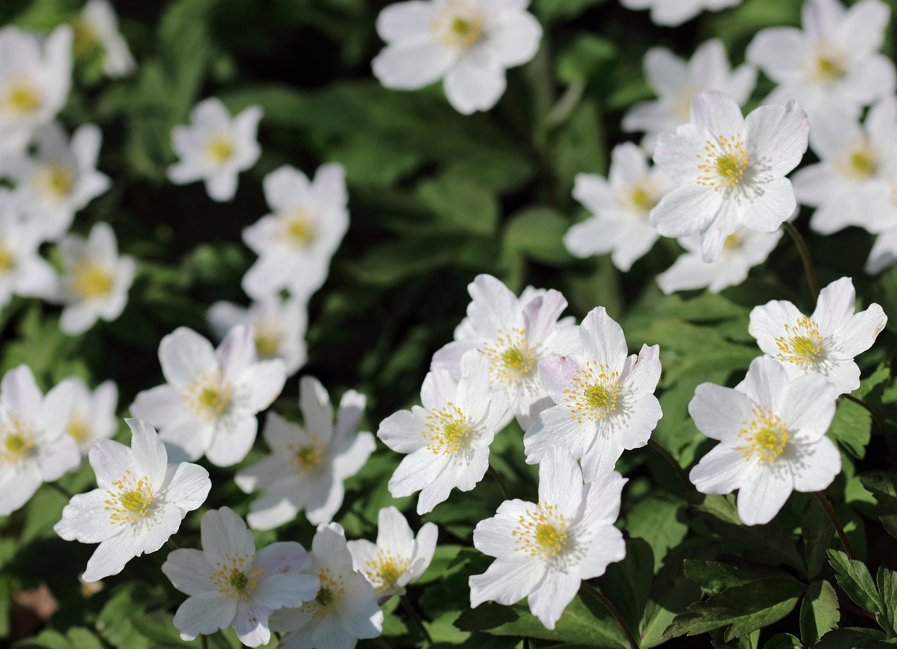 Wood Anemones Flowers England Free photo on Pixabay Pixabay
