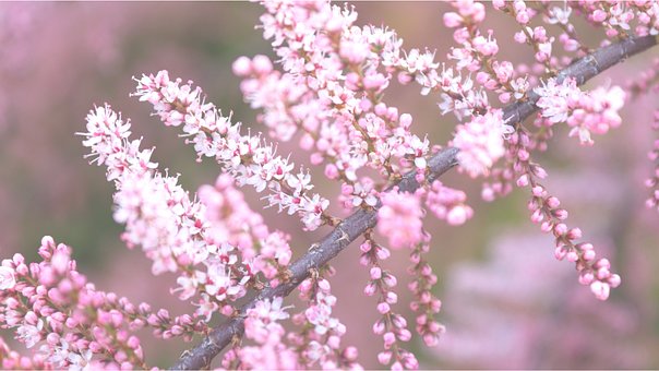 tamarisk-5175116__340.jpg