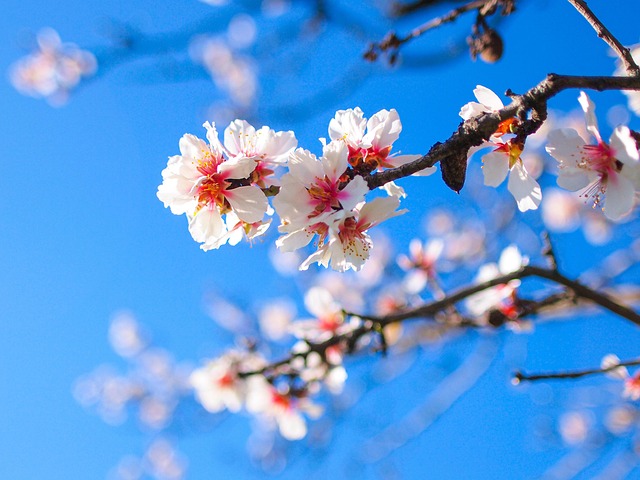 Forår, Blossom, Blomstre, Smukke