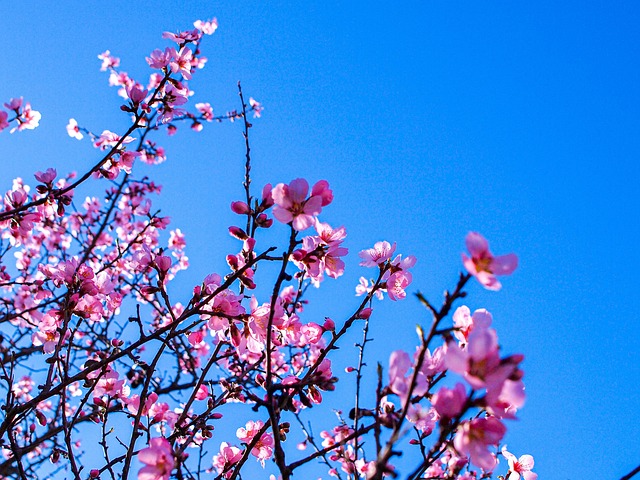 Forår, Blossom, Blomstre, Blomst, Bænke