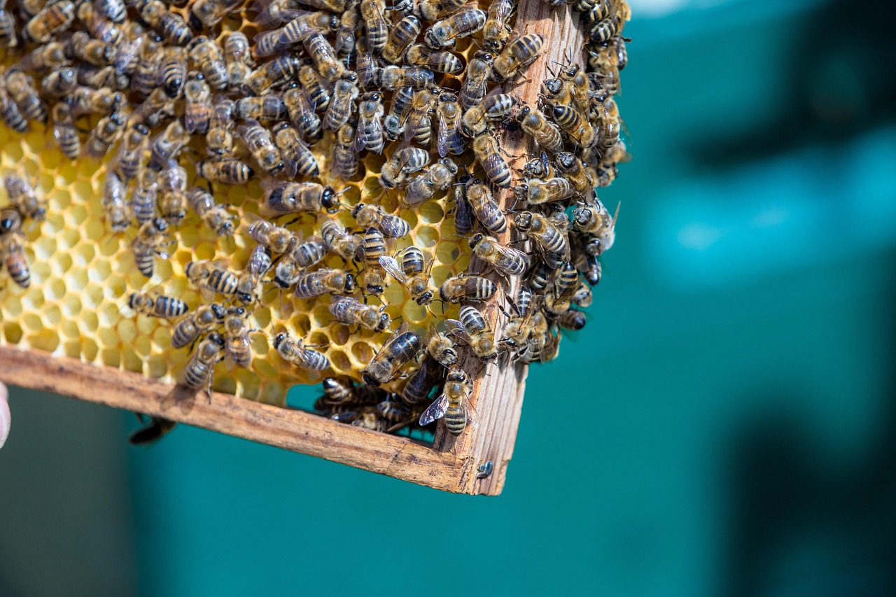 Pszczoła Pszczoły Miód - Darmowe zdjęcie na Pixabay - Pixabay