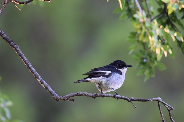 Pájaro, Plumas, Animal, Naturaleza, Amor