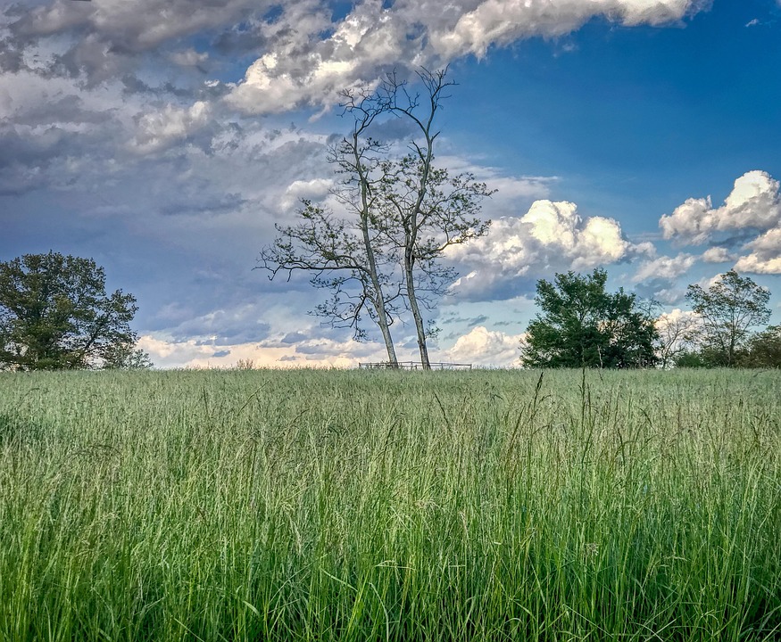 Rural Country Trees - Free photo on Pixabay - Pixabay