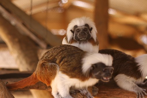 Free Monkey Ape photo and picture