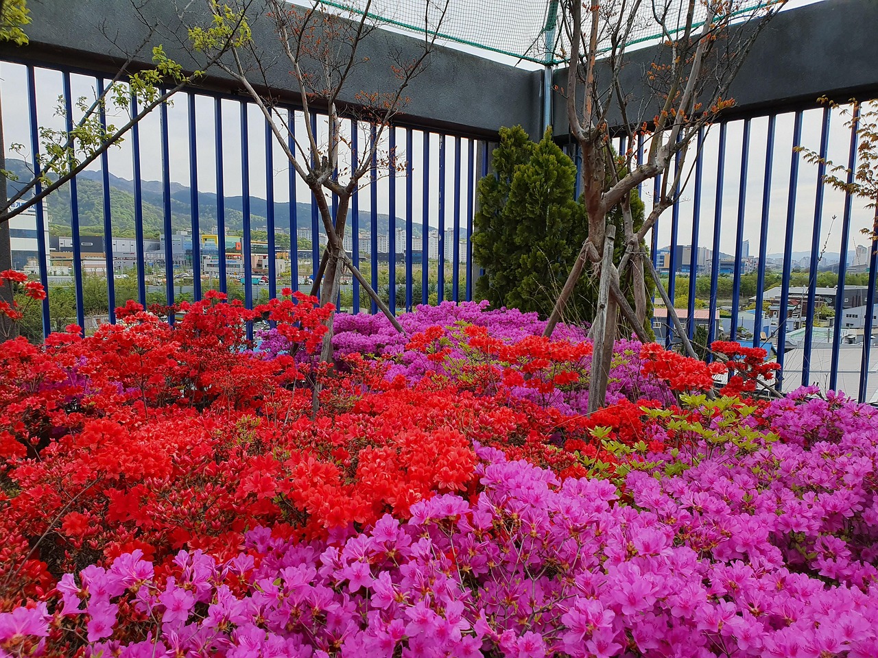 花朵 丝网 开花 - Pixabay上的免费照片 - Pixabay